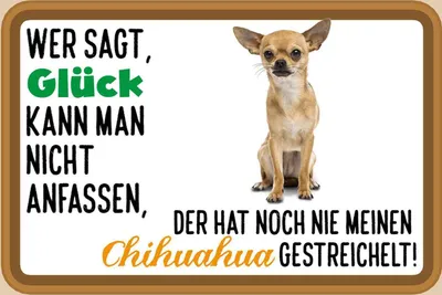 Produktbild von vianmo Holzschild 20x30 cm wer sagt Glück Chihuahua Hund Tier Haustier