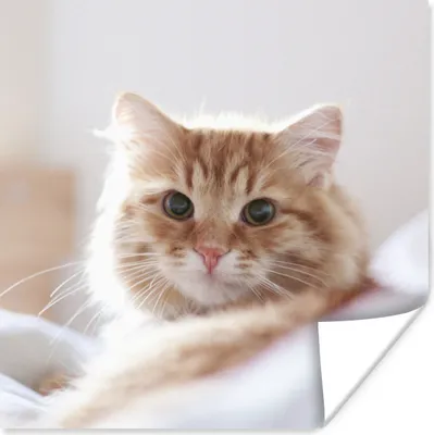 Produktbild von MuchoWow® Poster Katze - Rot - Bett - Mädchen - Kinder - Jungen 100x100 cm - Babyzimmer