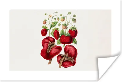 Produktbild von MuchoWow® Poster Erdbeeren - Obst - Pflanze 60x40 cm - Schlafzimmerdekoration