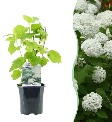 Zdjęcie produktu dla Hortensja pióropuszowa - Hydrangea arborescens Annabelle - Kwiat biały - 1 roślina - Liściasta - Duże kwiaty - 40-50cm - Ø18cm - Roślina ogrodowa