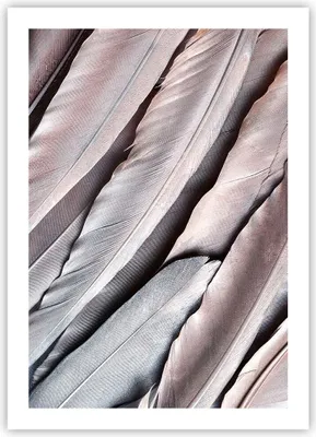 Produktbild von Poster - Poster ohne Rahmen - Federn Flügel Feder - 50x70 cm - Wand Bild - Wanddeko - Wandbilder - Kunstposter - Wandposter - Bilder - Kunstdruck - Wanddekoration - Wandbild - P2XPA50x70-5114