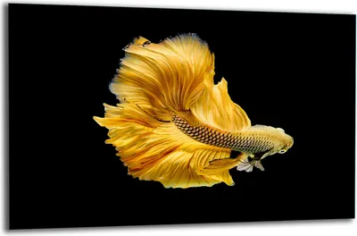 Produktbild von Herdabdeckplatte Glaskeramikkochfeld-Abdeckung Spritzschutz Glas 80x52 Fisch