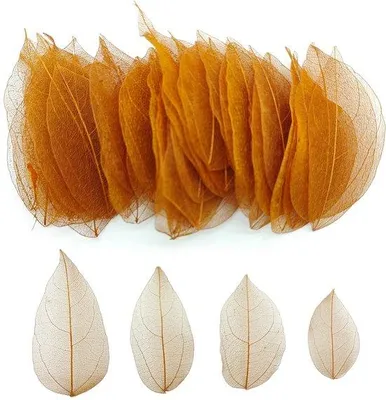 Immagine prodotto di Fogli di osso essiccato Naturale - Ideali per progetti fai da te di scrapbooking - 100 pezzi