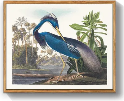 Productafbeelding van Canvas schilderij met lijst, 30x40 cm. Blauwe, driekleurige reiger. Wanddecoratie voor woonkamer, slaapkamer of kantoor