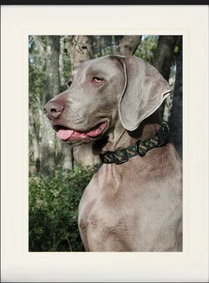 Produktbild von Hunde Gerahmtes Bild Mit Edlem Passepartout | Wand-Bilder | Im Bilderrahmen - Weimaraner Im Profil (80 x 60 cm)