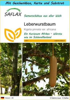 Produktbild von SAFLAX - Geschenk Set - Leberwurstbaum - 10 Samen - Mit Geschenk- / Versandbox, Versandaufkleber, Geschenkkarte und Anzuchtsubstrat - Kigelia pinnata