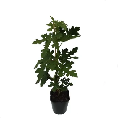 Produktbild von Feigenbaum Ice Crystal Feige