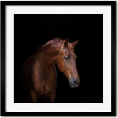 Produktbild von Bild - 50 cm x 50 cm - MDF - Rahmen, Wandkunst - Braunes Pferd