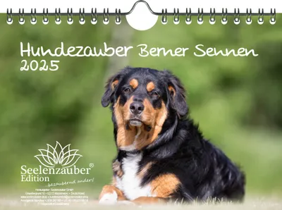 Produktbild von Hundezauber Berner Sennen DIN A5 Kalender für 2025 Welpen und Hunde - Seelenzauber