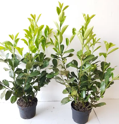 Produktbild von 10 Kirschlorbeer Pflanzen, Prunus laur. Rotundifolia, Höhe: 60-80 cm, immergrüne Heckenpflanzen