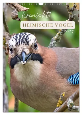 Produktbild von Erwischt! Heimische Vögel (Wandkalender 2027 DIN A3 hoch), CALVENDO Monatskalender