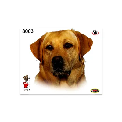 Immagine prodotto di Adesivo Labrador Retriever 14 x 16 cm