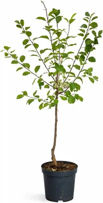 Produktbild von Pflaume ‘Königin Viktoria’ 100–120 cm selbstbestäubend Prunus domestica Victoria süßer Ertrag robuste Obstpflanze Gartenbaum