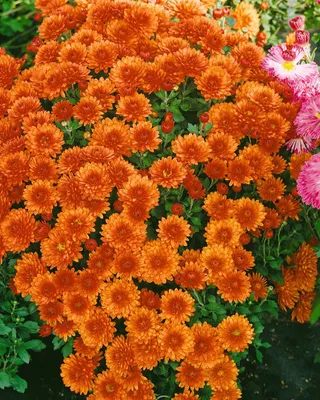 Produktbild von Chrysanthemum x hort.'Bronzekrone', bronzefarben, ca. 9x9 cm Topf