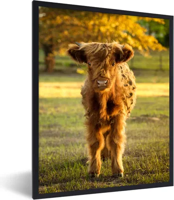 Produktbild von MuchoWow® Gerahmtes Poster Schottischer Highlander - Kalb - Herbst 60x80 cm - Poster mit Schwarzem Bilderrahmen Wandposter Rahmen Foto Bilder - Premium - Wanddeko Wohnzimmer