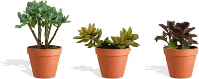 Produktbild von DutchLeafs Sukkulenten Mix 3 Stück Verschiedene Sukkulenten im Ø 14 cm Terrakotta Blumentopf - Kleine Pflanzen Mischung Sukkulenten Starter Set