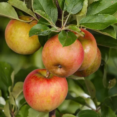 Obrázok produktu pre Jabloň Malus domestica 'Elstar' Červené a zelené jablká Ovocný strom do záhrady