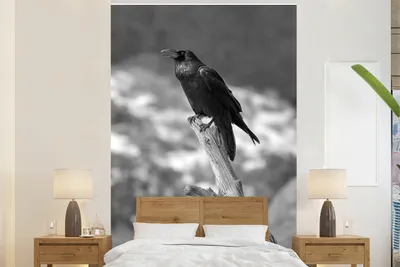 Produktbild von Fotobehang - Schwarz-Weiß - Ein schwarzer Vogel auf einem gebrochenen Ast - Schwarz-Weiß - Breite 195 cm x Höhe 300 cm