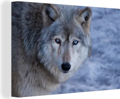 Produktbild von OneMillionCanvasses® - Leinwandbilder - 150x100 cm, Kopf eines grauen Wolfes, Wandbilder Kunstdruck Wanddekoration - Foto auf Leinwand - Gemälde auf Holzrahmen