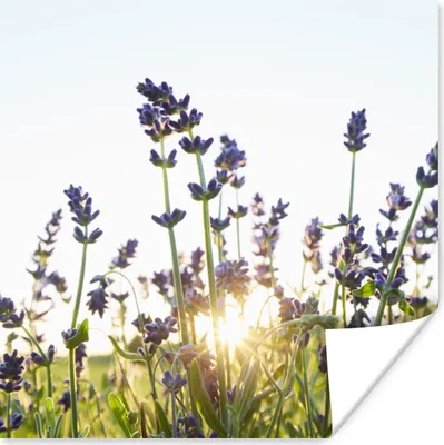 Produktbild von MuchoWow® Poster Nahaufnahme von Lavendel bei Sonnenuntergang 100x100 cm - Babyzimmer