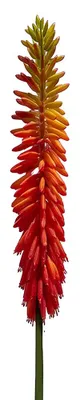 Immagine prodotto di Clayre & Eef, fiore artificiale, colore arancione, materiale: plastica