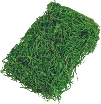 Produktbild von KNORR PRANDELL 216692478 Dschungelgras moosgrün