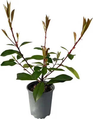 Image de Photinia fraseri « Red Robin » - Plante de haie - Feuilles rouges et vertes - 8