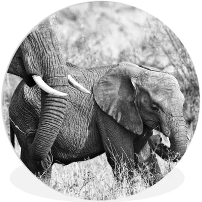Produktbild von MuchoWow® Rundes Wandbild - Runde Bilder Elefant - Tiere - Gras - Schwarz und weiß Ø 30 cm Kreis Wanddekoration Kunststoff - Wandkreis - Wandschmuck - Schlafzimmer - Bilder - Der Kreis - Kunst für die Wohnung - Plastik - Kunstdruck - Wandbild