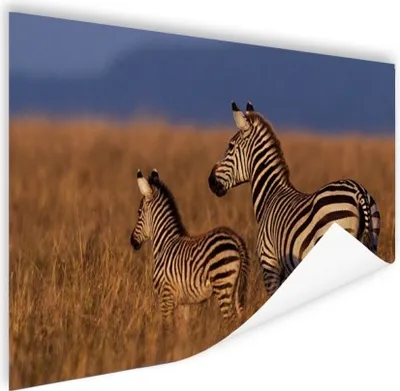 Produktbild von MuchoWow® Poster Mutter und Babyzebra 180x120 cm - Fotoplakat