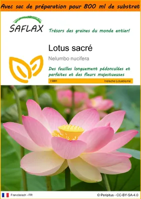 Image de SAFLAX Garden in the bag - Lotus sacré - 8 graines - Nelumbo