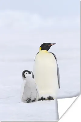Produktbild von MuchoWow® Poster Pinguin - Schnee - Küken 40x60 cm - Plakate für die Wand - Poster Babyzimmer