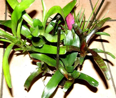 Produktbild von Bromelienmix 3 verschiedene Bromelien für Terrarien und Paludarien, Bromelie