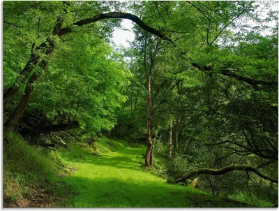 Produktbild von ARTland Glasbild Grüner Weg durch den Wald Größe: 60x45 cm
