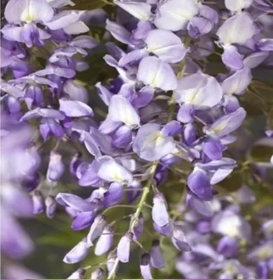 Produktbild von Wisteria sinensis Prolific 70-80 cm - Chinesischer Edelblauregen Prolific