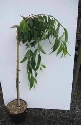 Produktbild von Hochstamm Zierpfirsich Melred Weeping CAC - Prunus persica - 80cm + Krone