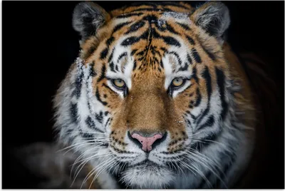 Produktbild von MuchoWow® Poster Tiger - Schnee - Schwarz 60x40 cm - Schlafzimmerdekoration
