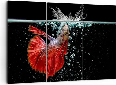 Produktbild von Bild auf Leinwand - Leinwandbild - Fisch Wasser Natur - 105x70cm - Wand Bild - Wanddeko - Leinwanddruck - Bilder - Kunstdruck - Wanddekoration - Leinwand bilder - Wandkunst - CE105x70-3492