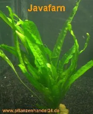 Produktbild von 10 Töpfe Javafarn, Microsorium Pteropus, Aquarium