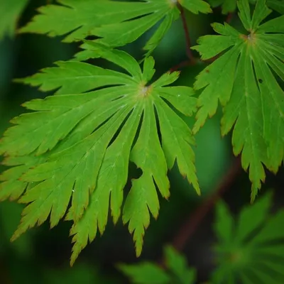 Obrázek produktu pro Javor japonský - Acer japonicum 'Aconitifolium' | 60-80 cm v kontejneru