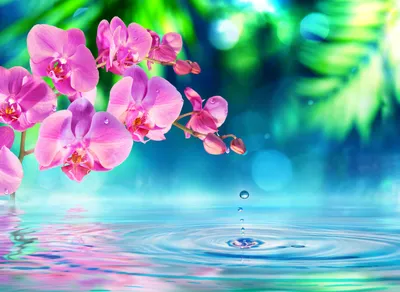 Produktbild von Fototapete Vlies 21659 Zen Orchid and Droplets 8-tlg. 400 x 260 cm