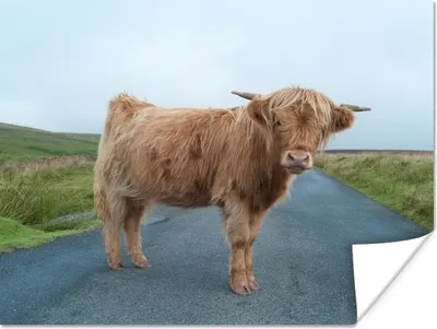 Produktbild von MuchoWow® Poster Scottish Highlander - Straße - Gras 80x60 cm - Kunst für zu Hause