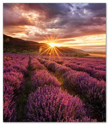 Produktbild von Wallario Herdabdeckplatte aus Glas, Größe 52 x 60 cm 1-teilig, Motiv Lavendelfeld bei Sonnenuntergang - Sonnenstrahlen