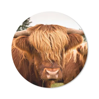 Produktbild von MuchoWow® Mauspad Mousepad Schottische Highlander - Braun - Gras 40x40 cm - Mousepads - Maus Mat - Pad - Mausunterlage - Schreibtisch Accessoires