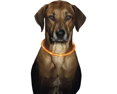 Obrázek produktu pro Karlie Visio Light LED-Leuchtschlauch mit USB - Orange