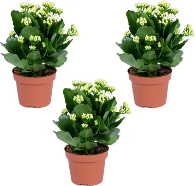 Zdjęcie produktu dla Kalanchoe | Biały (3 sztuki) - Roślina doniczkowa i ogrodowa w doniczce ⌀12 cm - ↕25-30 cm