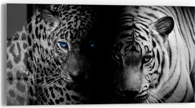 Produktbild von DEQORI Glasbild Echtglas 60x30 cm 'Leopard und Tiger' Wandbild Bild modern Deko
