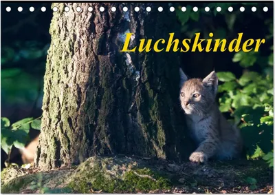 Produktbild von Luchskinder (Tischkalender 2025 DIN A5 quer), CALVENDO Monatskalender