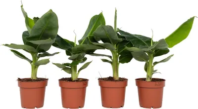 Produktbild von Bananenpflanze - 4 Stk - Musa 'Oriental Dwarf' - Höhe 25-40cm - ⌀12cm