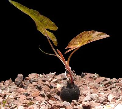 Produktbild von 10 Rote Tigerlotus-Knollen unangetrieben (Nymphaea Lotus) / EHP