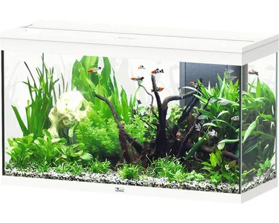 Produktbild von Aquarium aquatlantis Splendid 200 inkl. Beleuchtung, Filter weiß